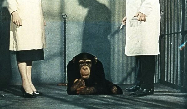 Dr Decker and Margaret with Konga as a chimp