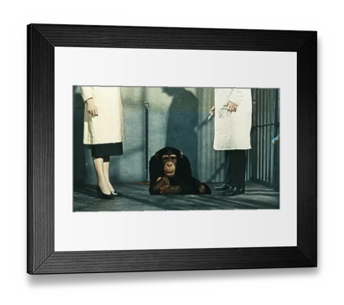 Framed Print : Dr Decker and Margaret with Konga as a chimp Framed Print : Dr Decker and Margaret with Konga as a chimp