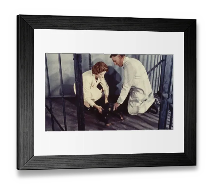 Framed Print : Dr Decker and Margaret with Konga as a chimp Framed Print : Dr Decker and Margaret with Konga as a chimp