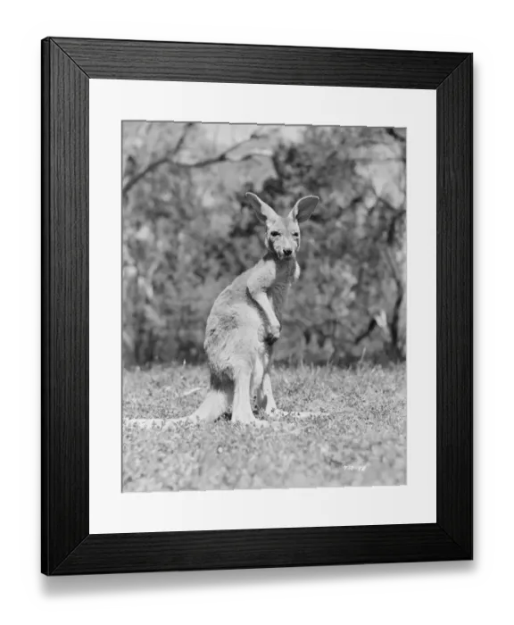 Framed Print : Bitter Springs (1950) Framed Print : Bitter Springs (1950)