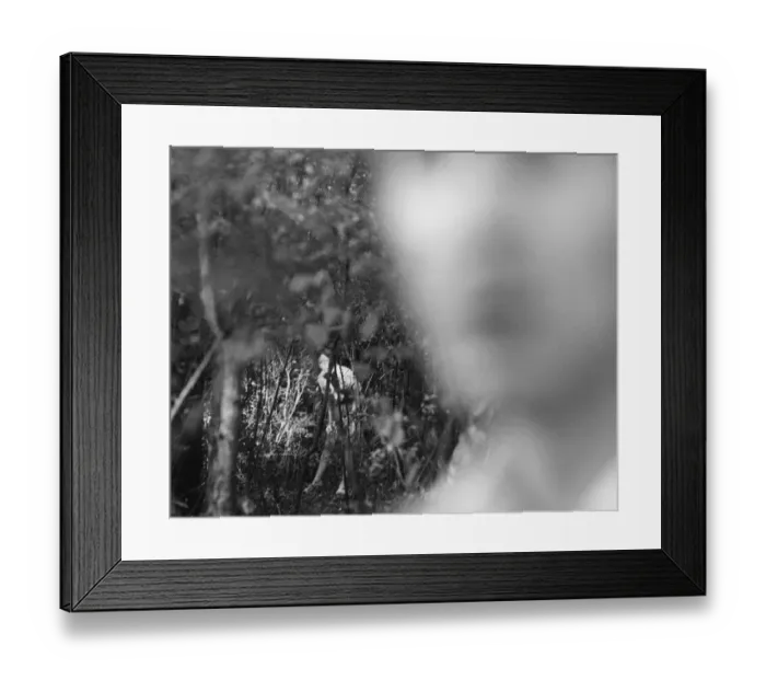 Framed Print : and1970 bw pri 038 Framed Print : and1970 bw pri 038