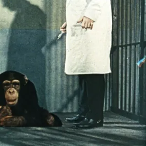 Dr Decker and Margaret with Konga as a chimp