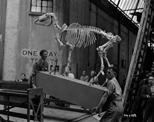Prints of aga1948 bw neg 182 aga1948 bw neg 182