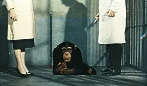 Konga in a cage with Dr. Decker and Margaret