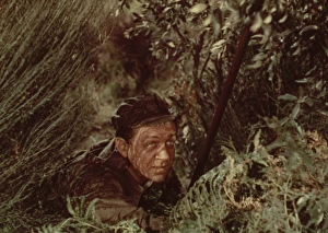 Countryside Prints: Hawkins in the bushes